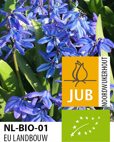 Scilla siberica.jpg